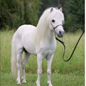 Meet your Posher, Steve